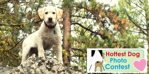 hotdogcollars's tweet photo. We're on the search! Enter your dog's photo - you could WIN! http://t.co/b5dNmY1YDR #HDCHottestDog #ImAHotDog http://t.co/YlOSGn7d6l
