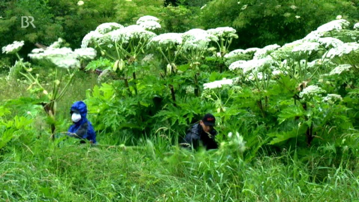 Bärenklaue Bärenklaue