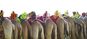 NormalSports's tweet photo. BELIEVE YOUR EYES!! Those are indeed little robot jockeys riding on the backs of racing camels. #NormalSports http://t.co/oQH4yyEyVG