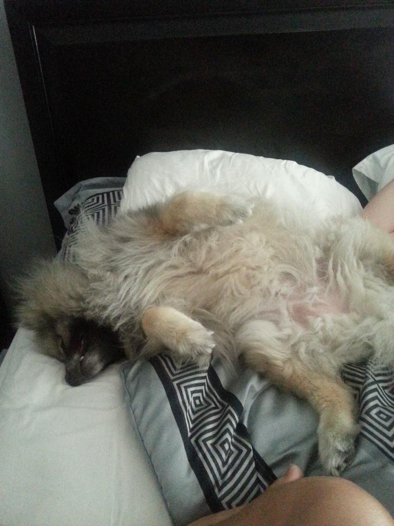 PumpkinKees's tweet image. RUB MA BELLY! #notsubtle #needabrushing #keeshond