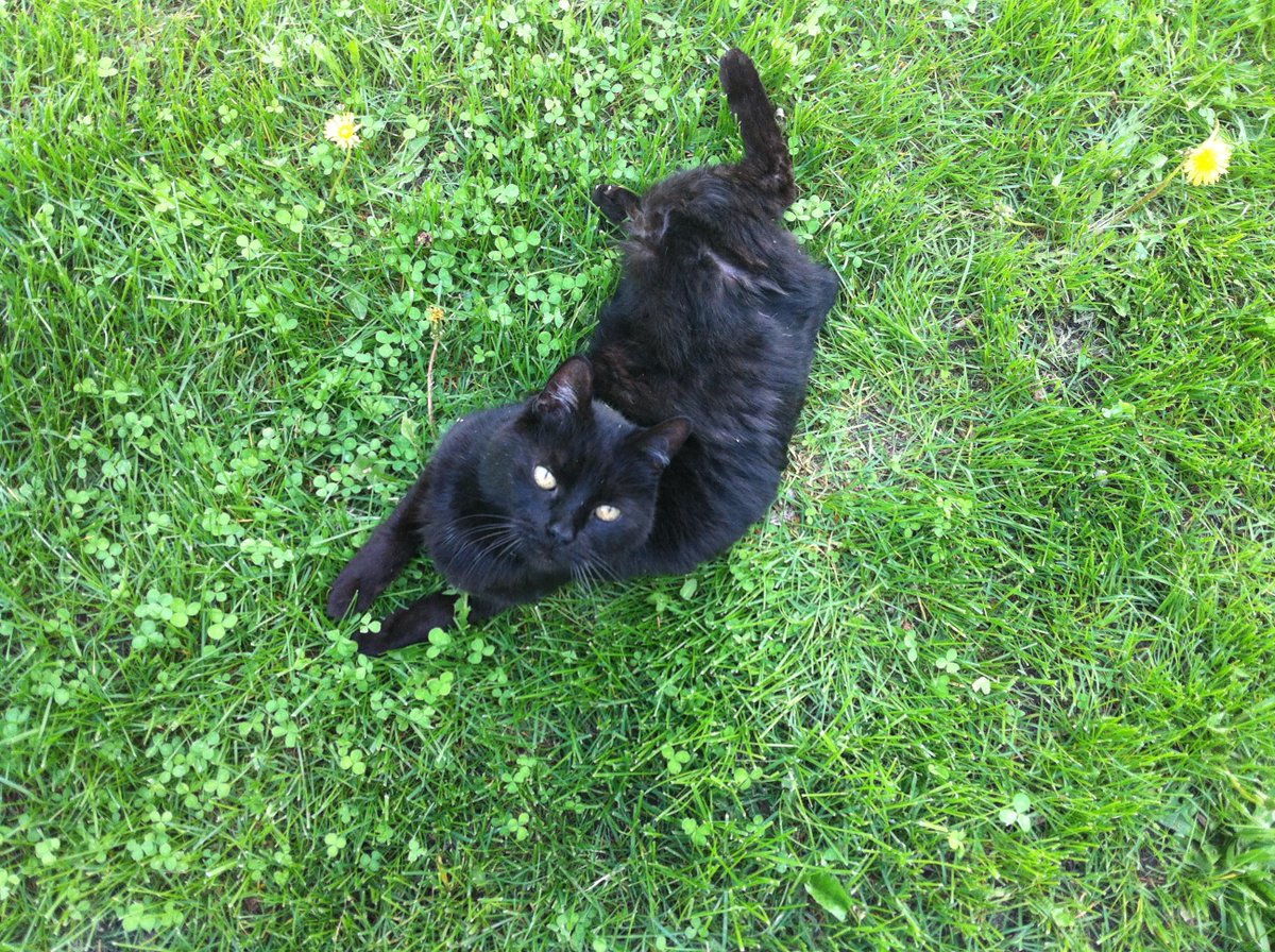 18 year old "Tommy" enjoying the summer weather! #eldercats