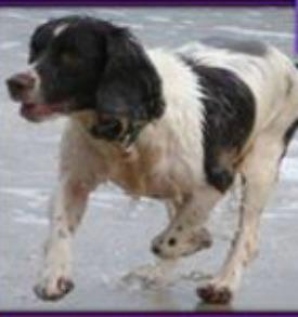 Sarah Williams tweet media