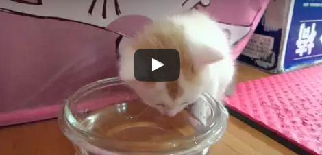 MyLittleSushii's tweet photo. Ce petit chat du nom de Ben est tout simplement adorable !
Qui veut l'adopter ? :D
http://t.co/T9vInxTTYm
#chatbuzz http://t.co/n6cODk16b3