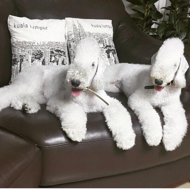 Reiko ほんと可愛い Jun K デンバーとヌーピー Http T Co 7xqybgwtd9 Twitter