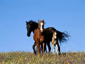 2010Teeny's tweet photo. #Justice4Mustangs #Justice4Horse Ban Horse Slaughter Support S541 H.R.1094, #YES2SAVE No to S.1845 H.R.3172 http://t.co/OpqTujuqZb