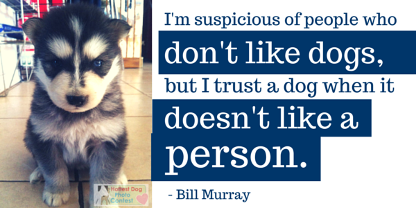 hotdogcollars's tweet photo. Trust your dog? RT! #loyal #dog #quotes #gooddog http://t.co/Y3UqD6TKco