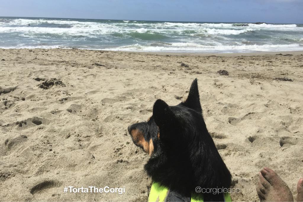 CorgiPlease's tweet image. Looking forward to the #weekend! #🌊 #LastDaysOfSummer #corgi #beach #weekendfun #SummerSlam #ウェルシュ#コーギー #ウェルシュコーギー