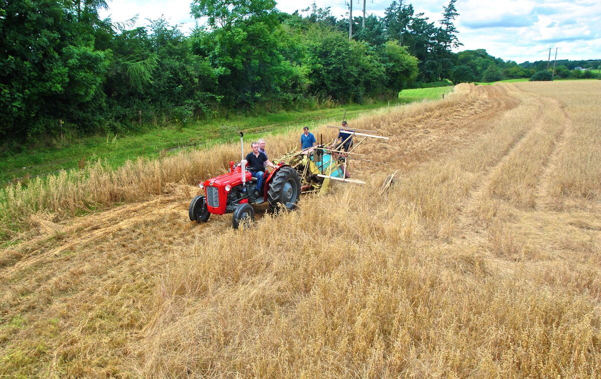 Steam_Threshing's tweet photo. IT'S FULL STEAM AHEAD for Sunday 9th August for the 40th Anniversary Moynalty Steam Threshing! http://t.co/FP8hCCcWkJ