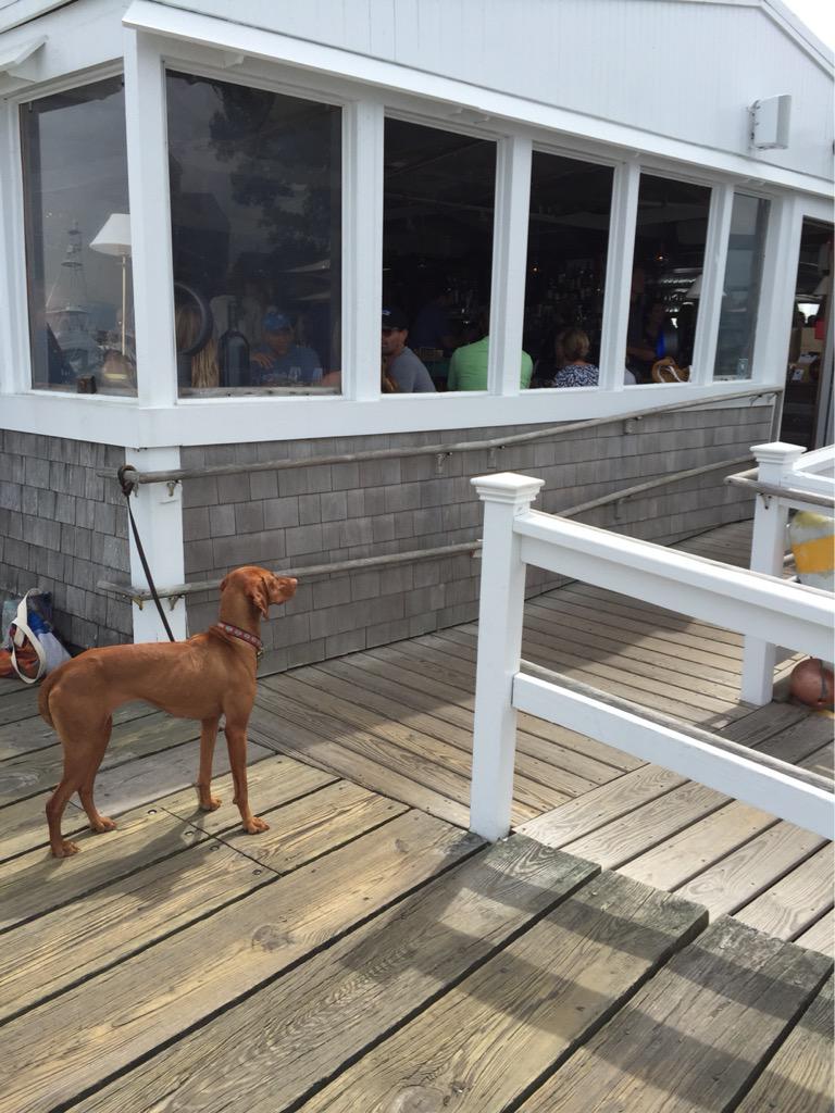 MichaelFontneau's tweet photo. "Hey @CruNantucket, let me in! Dogs love oysters too!"#dogsofNantucket #nantucket http://t.co/b6GDmUTUUr