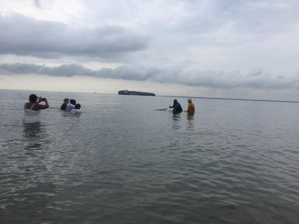 HCS_ScienceDept's tweet image. #HCSScience teachers practice their seining technique at Fort Monroe.