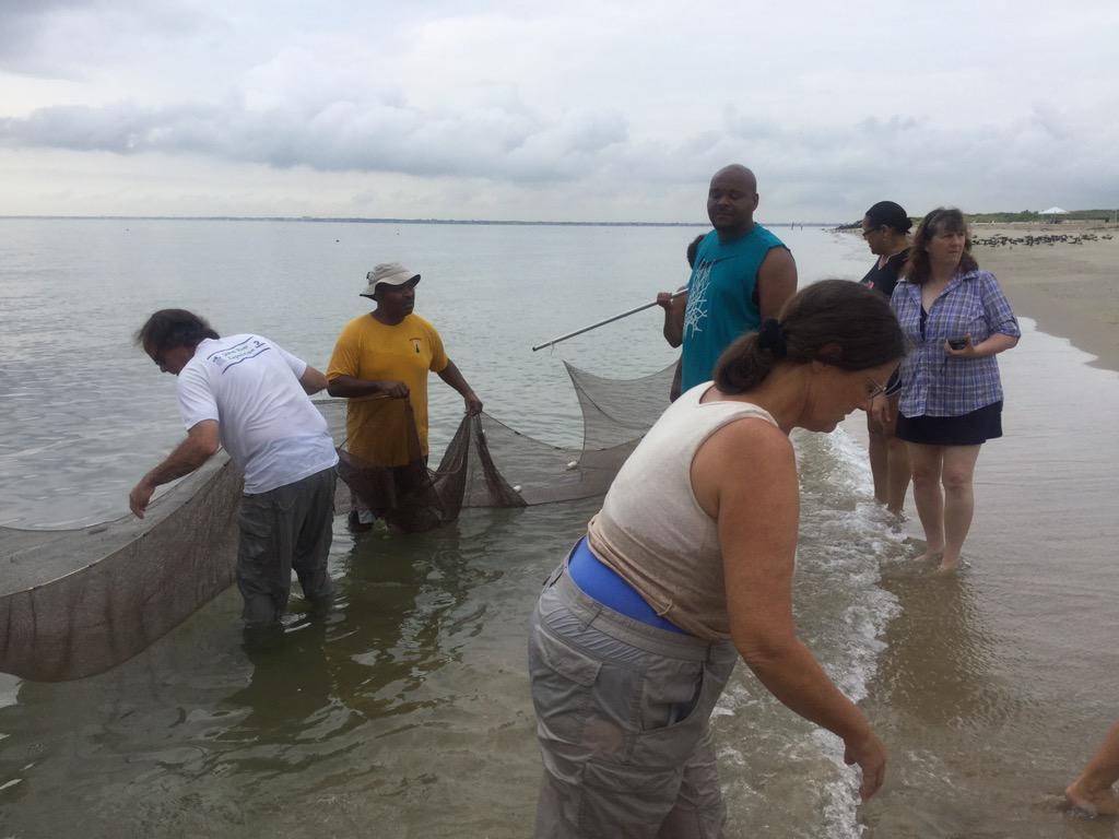 HCS_ScienceDept's tweet image. #HCSScience teachers practice their seining technique at Fort Monroe.