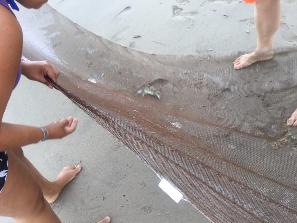 HCS_ScienceDept's tweet image. #HCSScience teachers practice their seining technique at Fort Monroe.