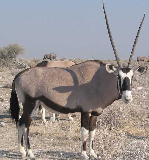 maggienemuta's tweet photo. Gemsbok http://t.co/taBsllScCu