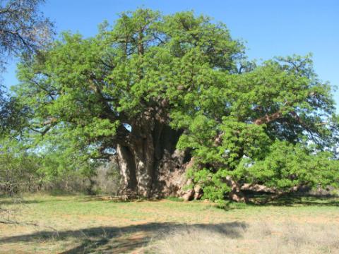 maggienemuta's tweet photo. Big tree in Tshipise I love Limpopo http://t.co/xo0fyQQCXC