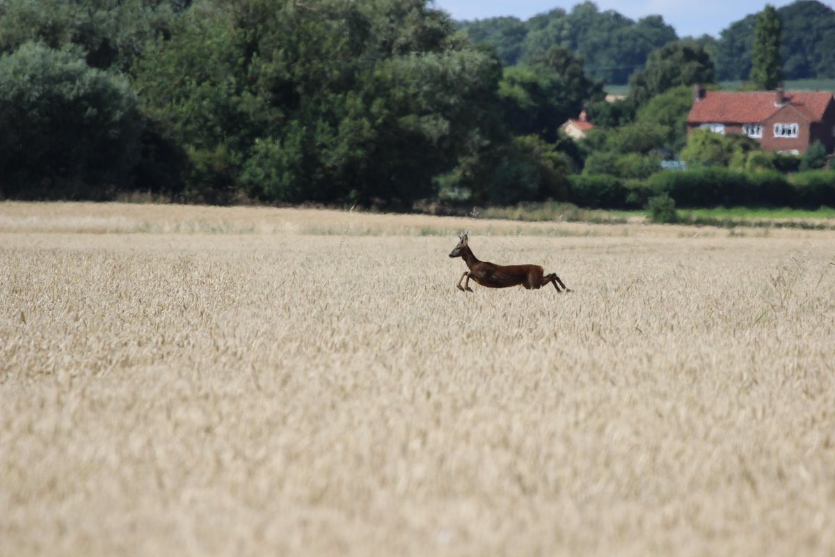 Roe deer jumping through the #beardedwheat #FarmPhoto #Northlincolnshire