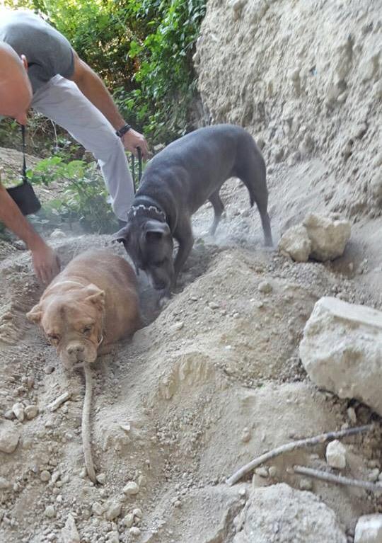 SheillaGaillard's tweet photo. "While Walking His Dog, Man Discovers And Rescues A Dog Who Was Buried Alive" #PedroDinis #Sheilla #iheartdogs ❤️🐾🐶😡😭 http://t.co/wuqzULXiEo