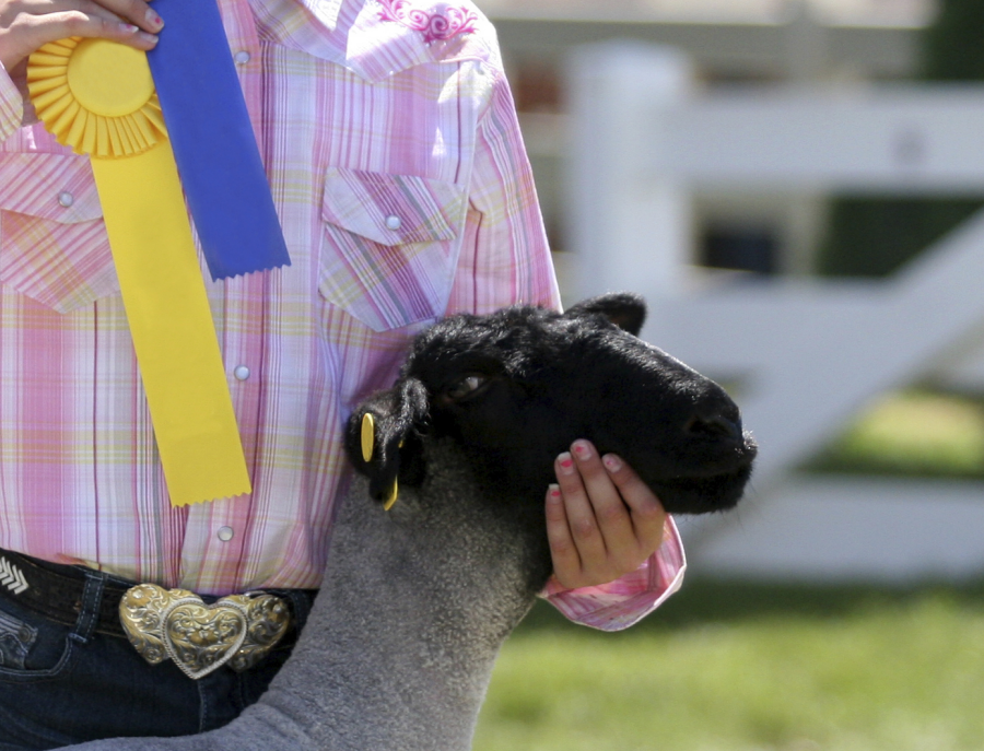 GallagherNA's tweet photo. 7 Lessons Learned from Showing Livestock http://t.co/dM0pbRUrE8 #ShowStock #ShowStockLife #AgChat #AgProud http://t.co/WbLERMOKNc