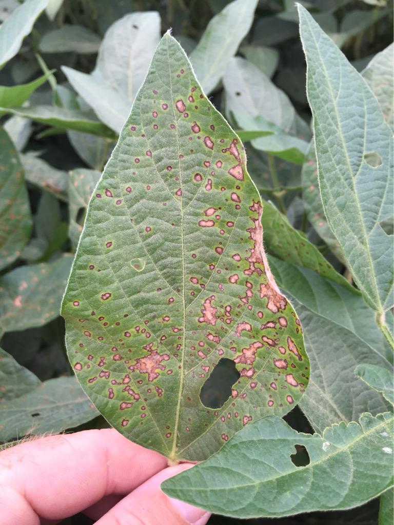 Tom Allen (@baldpathologist) on Twitter photo Even after weeks of high temps, frogeye leaf spot has exploded in some varieties <a href="/TrentIrby/">Trent Irby</a> <a href="/MSSOY/">MS SOYBEAN BOARD</a> #MScrops Even after weeks of high temps, frogeye leaf spot has exploded in some varieties <a href="/TrentIrby/">Trent Irby</a> <a href="/MSSOY/">MS SOYBEAN BOARD</a> #MScrops