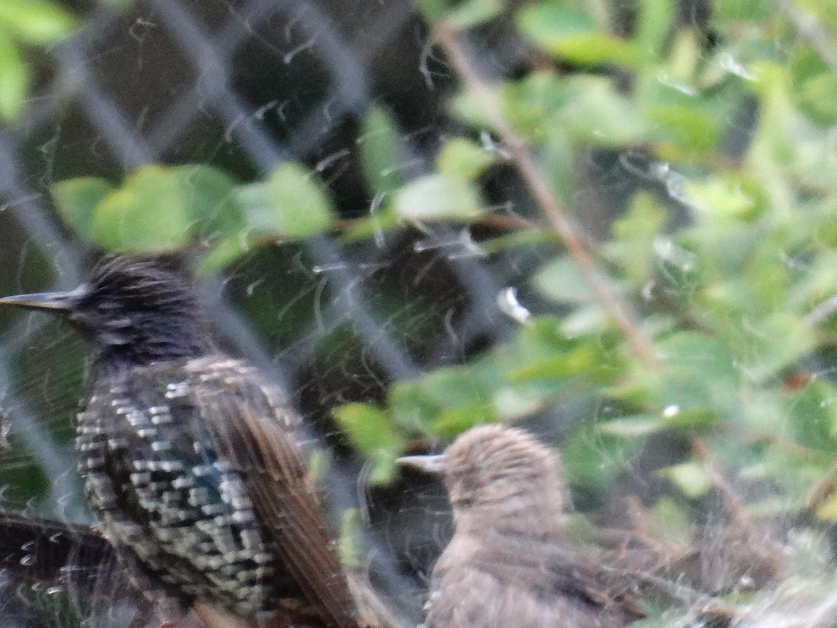 rbethridge's tweet photo. Young black birds in bird bath 2015. #birding http://t.co/fKnf1nvkfG