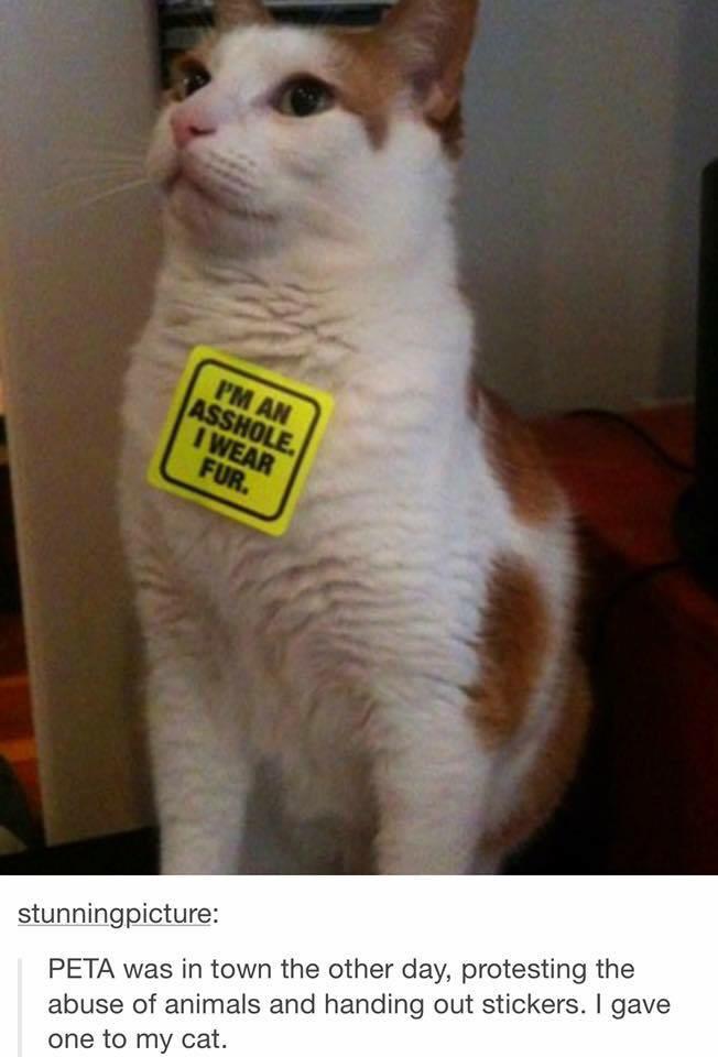 _Aphmau_'s tweet photo. Cats are jerks. http://t.co/6b0MeiWJQa