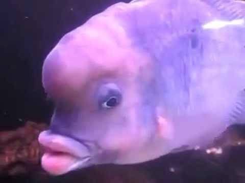 Angelak321's tweet image. That Welsh girl from  #hellocampers