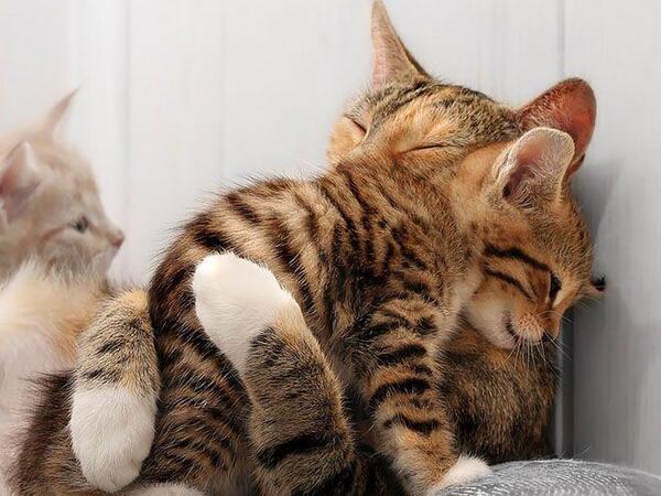 CuteAnimalsBaby's tweet photo. Its okay... http://t.co/JwQHuttYlV
