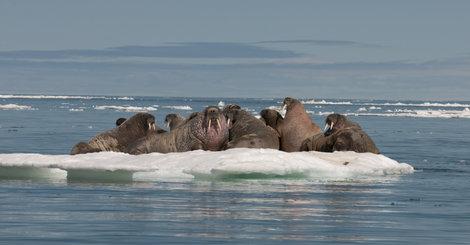 HuffPost's tweet image. National Geographic makes dramatic changes to its atlas because of shrinking sea ice huff.to/1ISwMdM