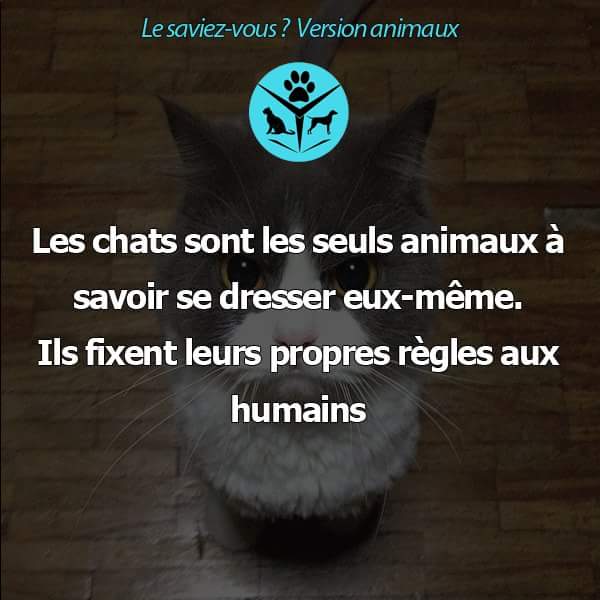 OuNousAllons's tweet photo. Les chats sont les seuls animaux à savoir se dresser eux-même... http://t.co/DNIne09u36