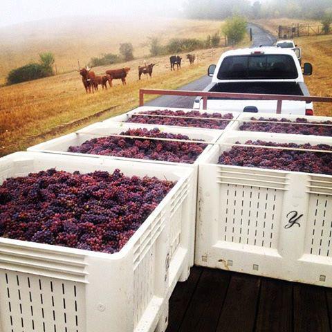 1BBclub's tweet image. Grape harvest is just round the corner for the Northern Hempishere.  Great image @YoungbergHill #Orgeon #USA
