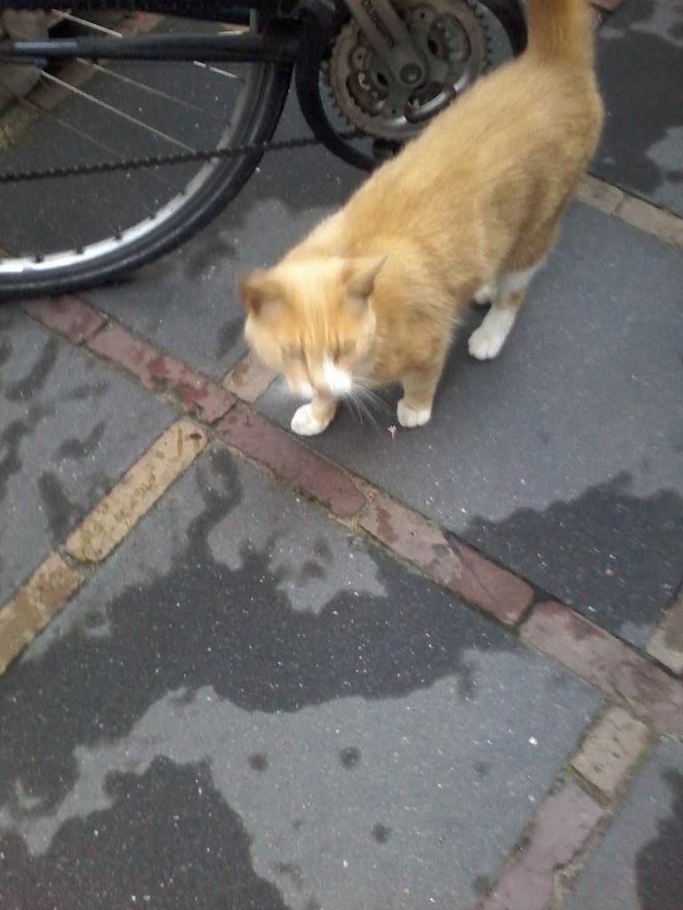 Iemand herkenning aan deze lieve kat. Lijkt verdwaald te zijn.