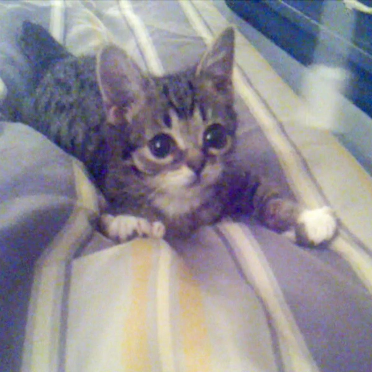 IAMLILBUB's tweet photo. Hello. It's me, BABY BUB. http://t.co/VYxdJj6QR7