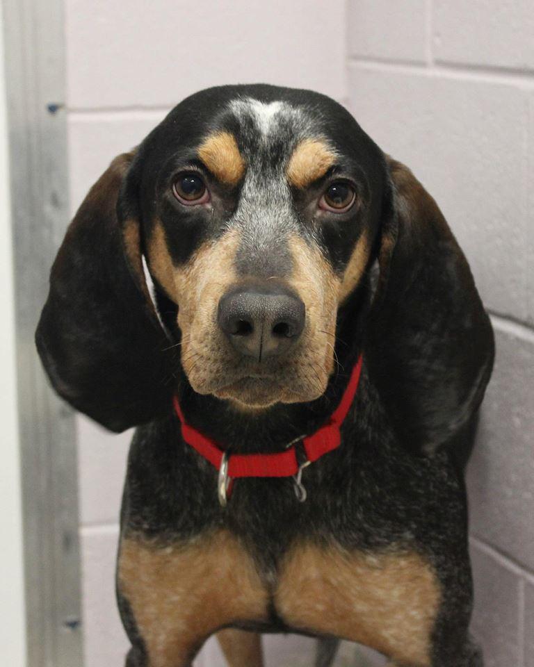 Buddy Dog Humane Society (Sudbury, MA) tweet media