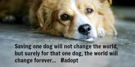 LivingUrn's tweet photo. #adopt #rescue #dogs @ruthmen @akcdoglovers @DobieHouson #doglovers @VetNews @DDFL @SupportPets #pets @ModernDogMag http://t.co/NXQDvG2dQt