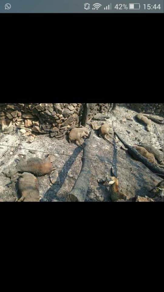 PodemosBadajoz's tweet photo. Dolorosas imágenes del incendio en #SierraDeGata ... Esto es una catástrofe. :( http://t.co/Wv7BUWHJrp