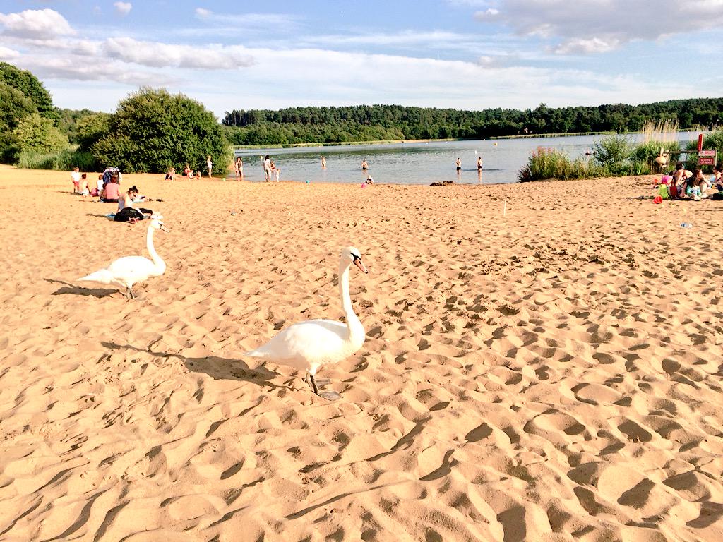 enjoyyourmonkey's tweet image. Swans on the beach. #SurreyProblems