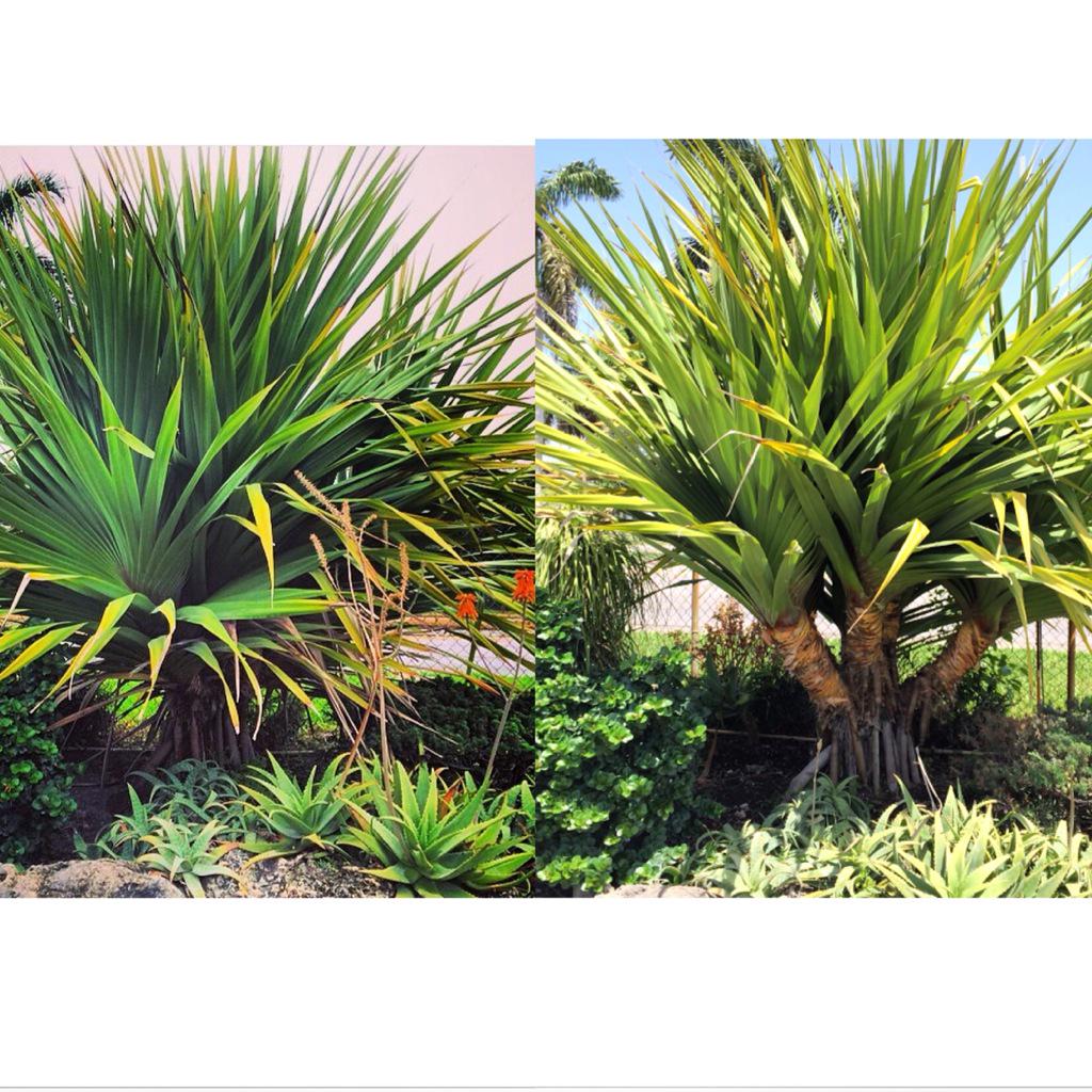 LH_GardenCenter's tweet image. 15 weeks later!! #progress #screwpine #miami