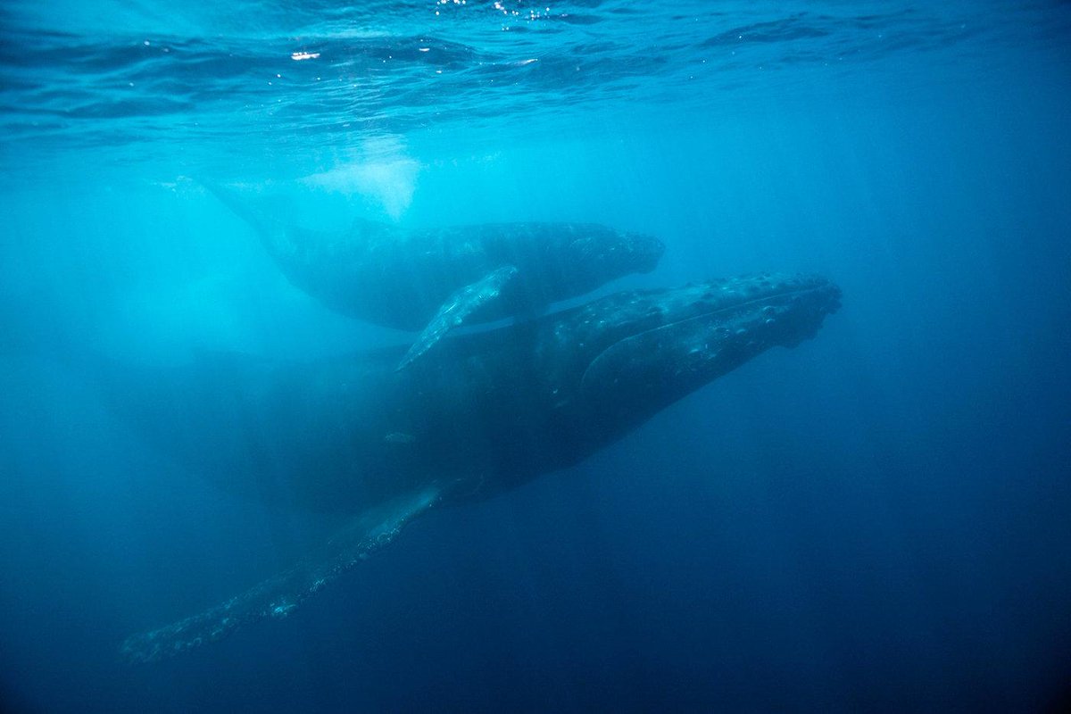 's tweet image. #Humpback #Whales compose #songs w/ others around them 
ow.ly/QD7jo via @NPR