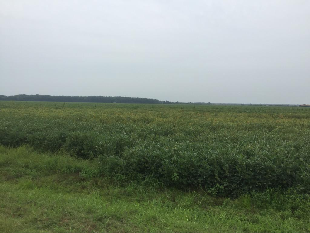 Tom Allen (@baldpathologist) on Twitter photo Root-knot nematode in soybean can produce interveinal chlorosis similar to SDS and phyto. <a href="/TrentIrby/">Trent Irby</a> <a href="/MSSOY/">MS SOYBEAN BOARD</a> #MScrops Root-knot nematode in soybean can produce interveinal chlorosis similar to SDS and phyto. <a href="/TrentIrby/">Trent Irby</a> <a href="/MSSOY/">MS SOYBEAN BOARD</a> #MScrops