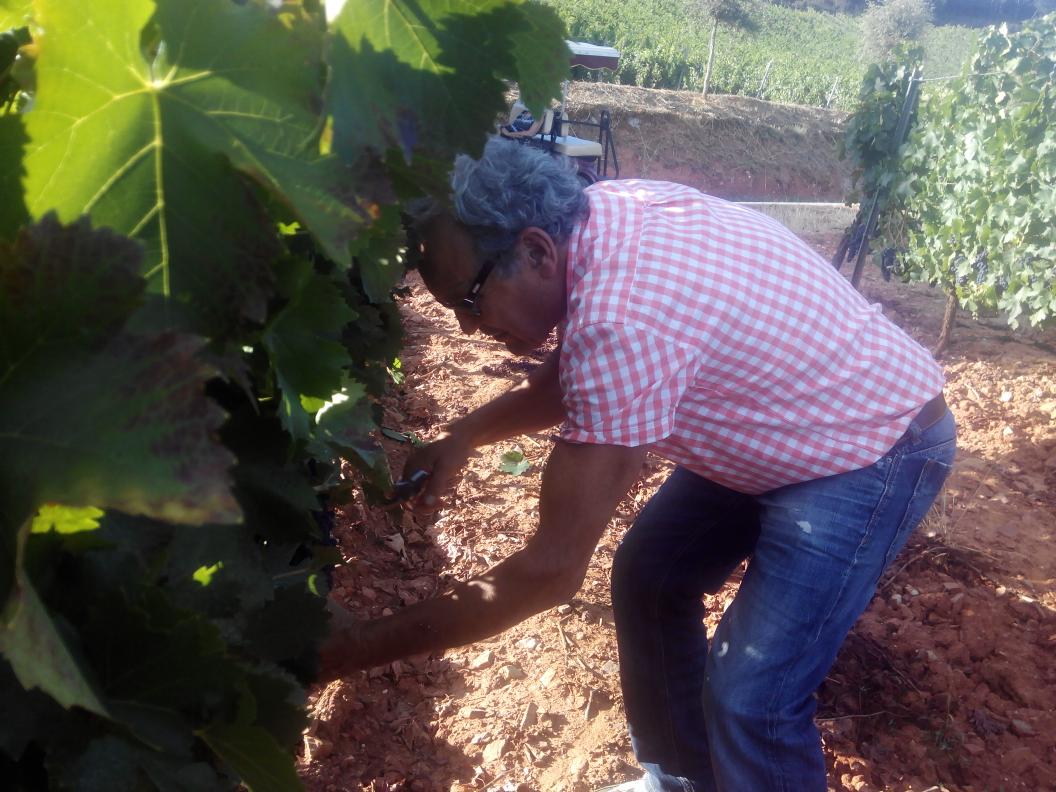 El amigo Parada A Tope. Estamos en pleno envero. Una delicia para los sentidos