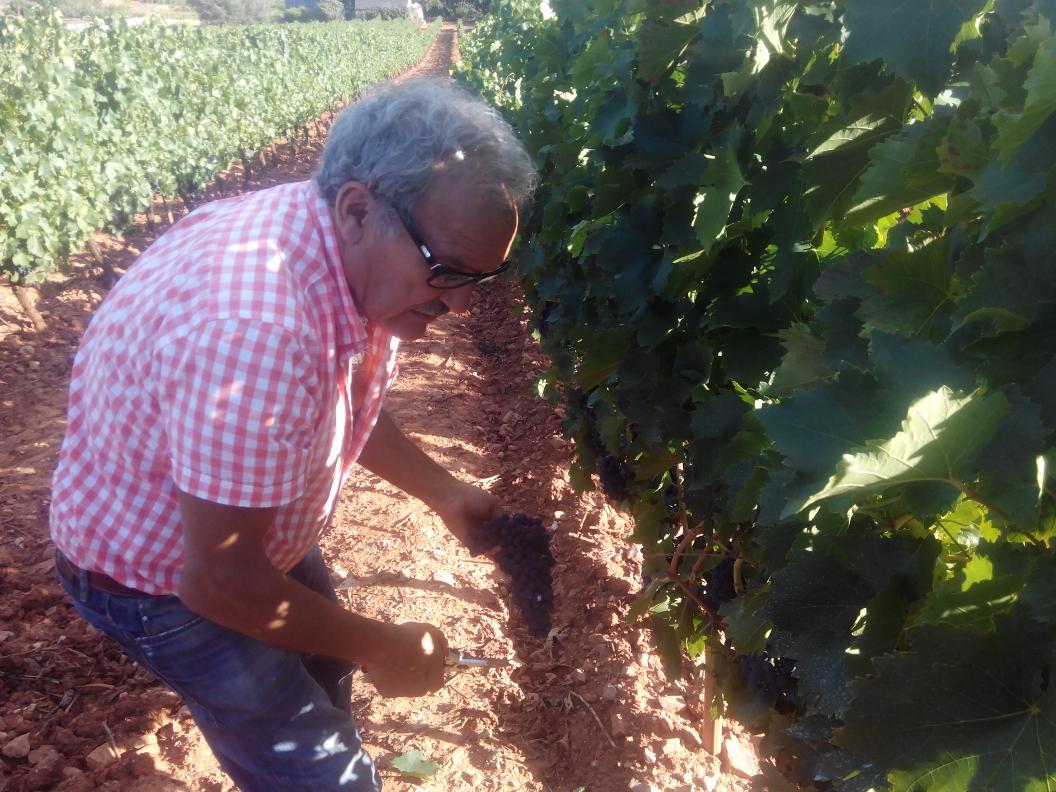 Envero. Prada a Tope