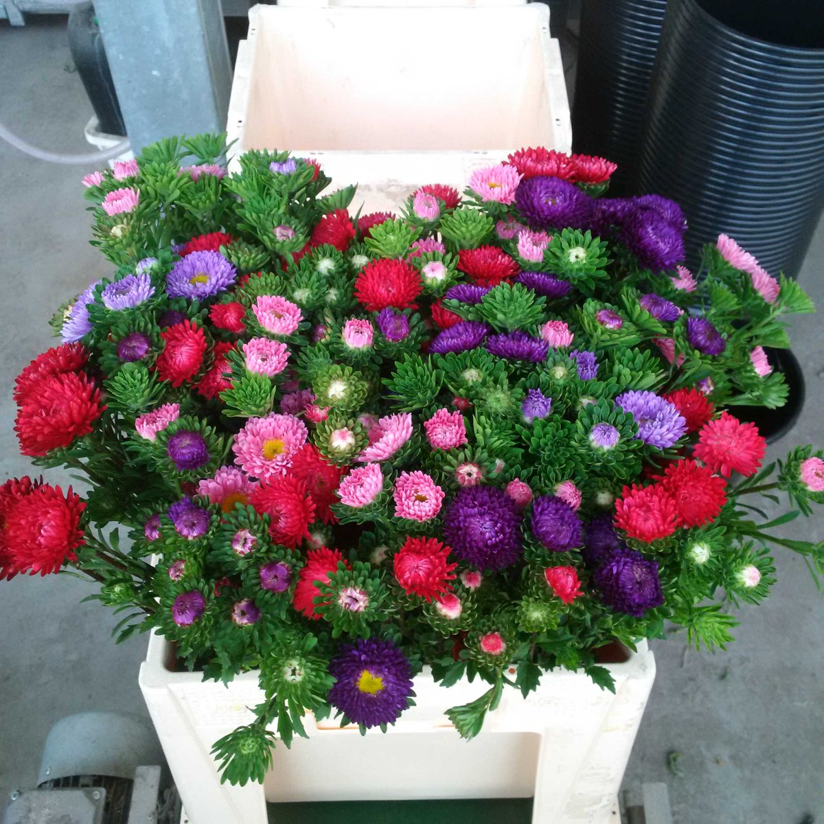 HermanvdWekken's tweet image. Vrolijk bloemetje voor het weekend #callistephus