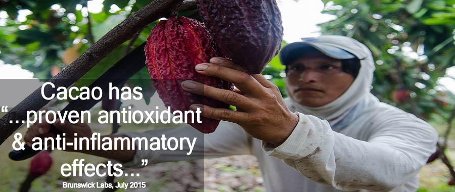 Cacao study by @BrunswickLabs bit.ly/1KG8ses #cacao #kosherearth #paleo #vegan #paleovegan