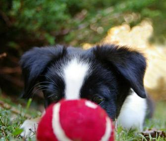 SpotMagazine's tweet photo. Fetch all the pet happenings this weekend!
http://t.co/NnHHd1PfAa
#nwpetfun http://t.co/CGPtpW5UiV