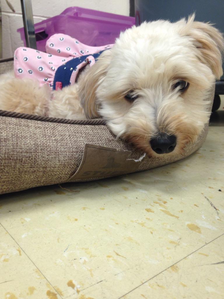 LegallyDogs's tweet photo. Best dressed &amp; best behaved 😉
-Piper🐾
#btcpuppyparty #keepitpawsitive http://t.co/P0MmPmh0jG