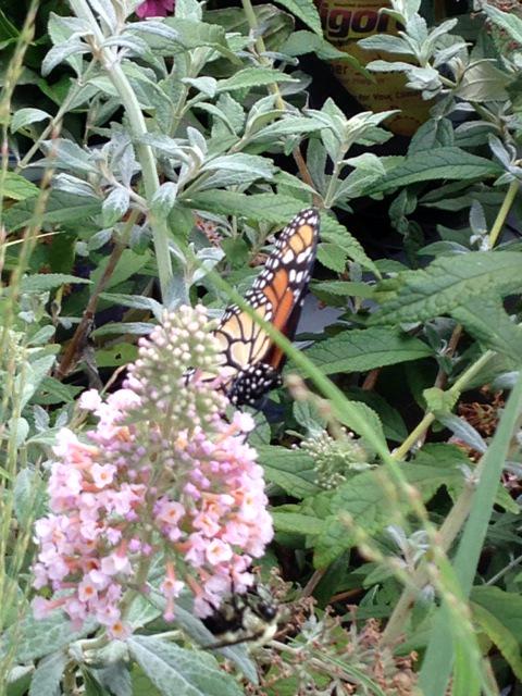 PPSKare's tweet photo. THD3609 Monkey Junc Butterfly&Bee perfect Harmony Perennial Buffett #findbee @PPSinHD @JacobRobertsTHD @RichRiceTHD http://t.co/ceUkSml7Nj