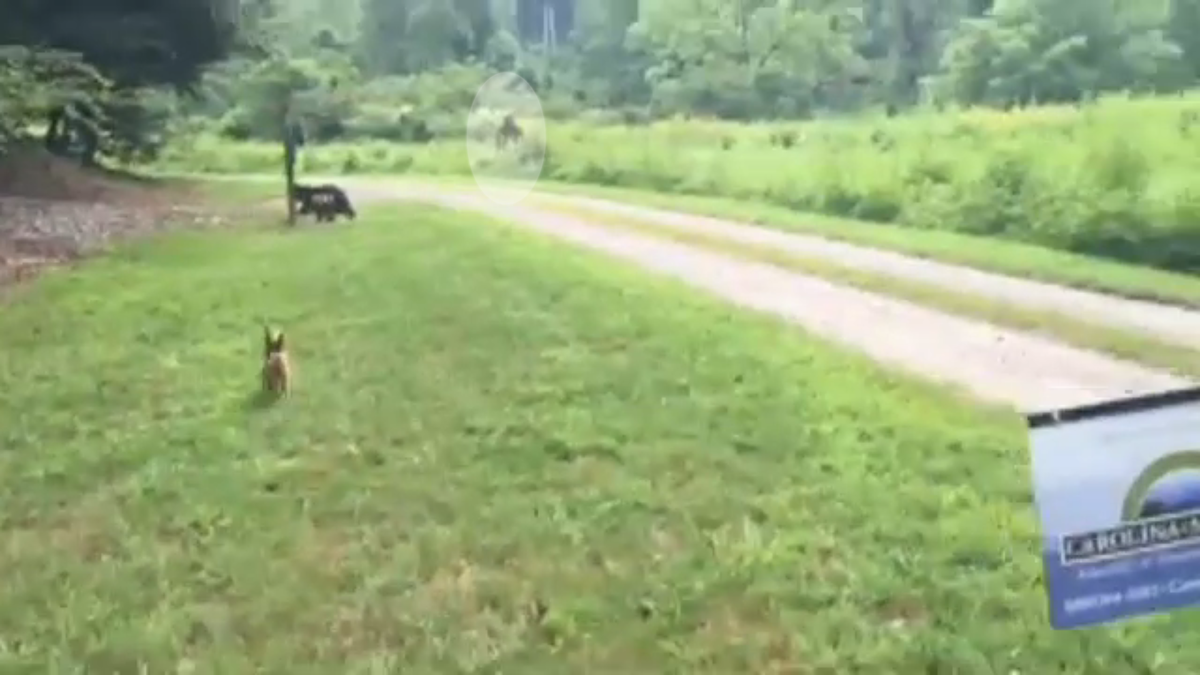 darkhorsenews's tweet photo. Possible Bigfoot Caught on Video in Henderson County, North Carolina http://t.co/vvG0pZQ6J4 #Bigfoot #Video #Poll http://t.co/CHUVyNrPHz