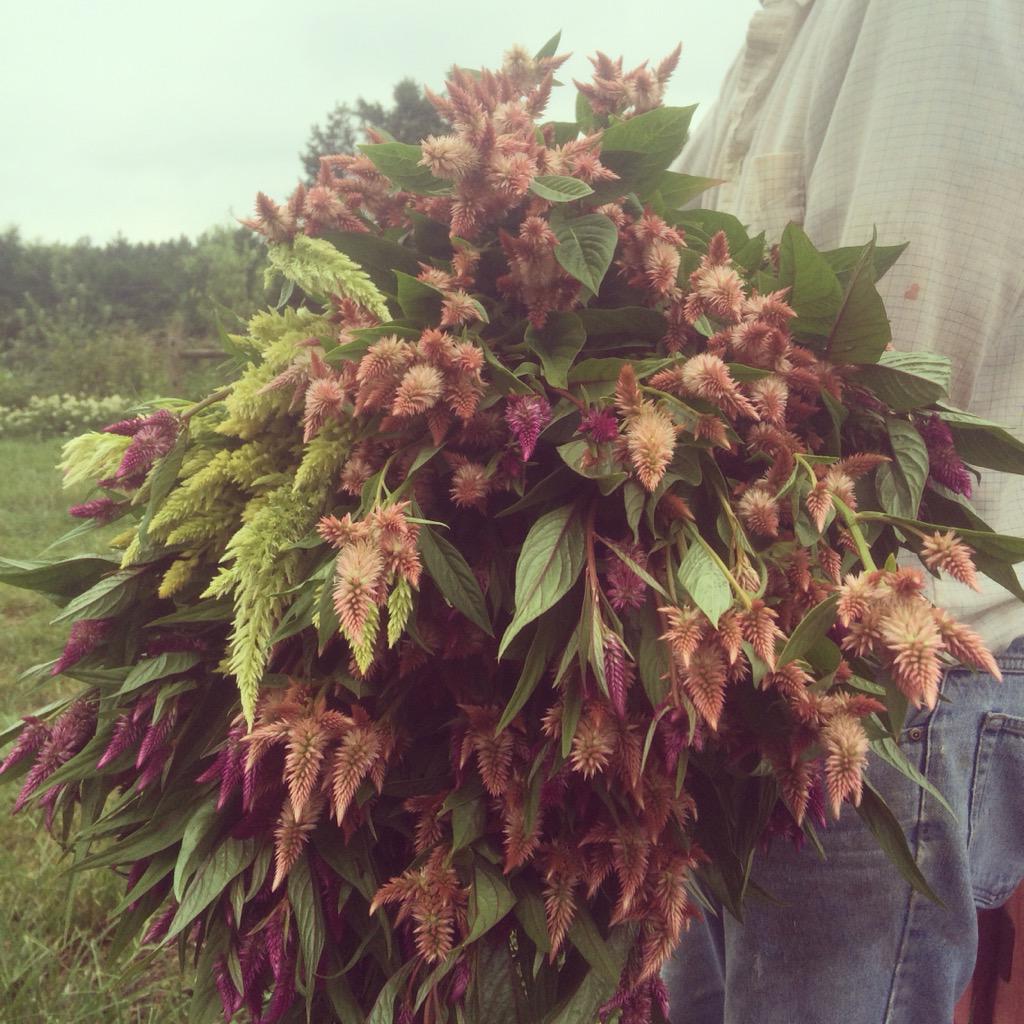 SassafrasFork's tweet photo. Coaxed J.Ed away from chicken harvest to model our celosia. Flowers, fresh chicken &amp; more tomorrow @SDFarmersMarket http://t.co/VIvsqv3wWZ