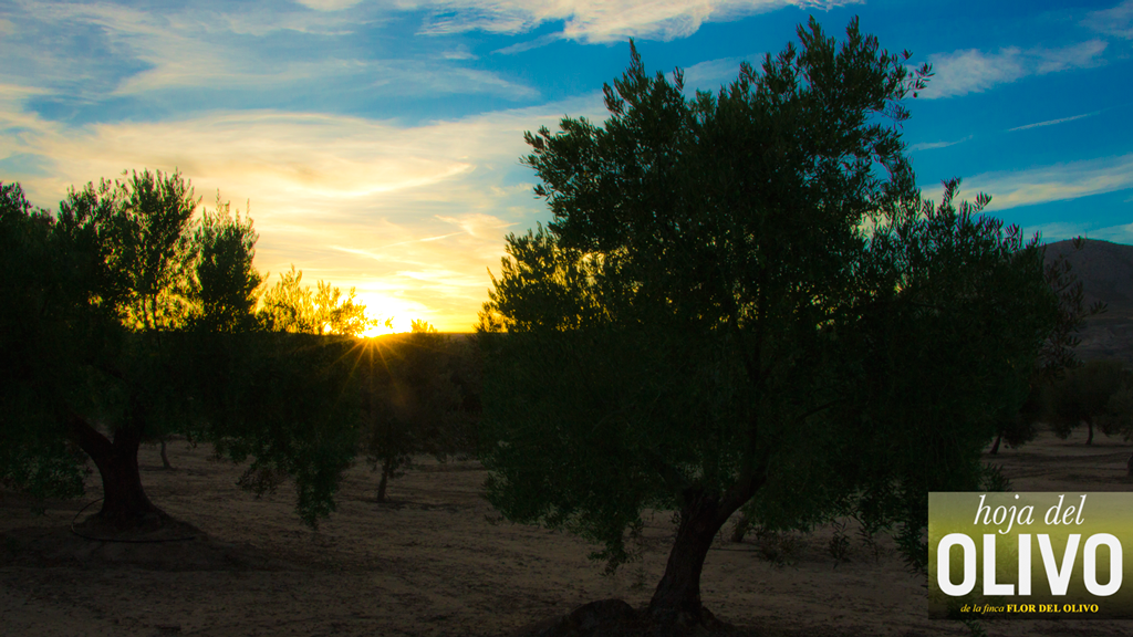 HojadelOlivo's tweet photo. ¡Olivares coloridos de una tarde anaranjada; olivares rebruñidos... 
...en la finca de #HojadelOlivo! #AOVE #EVOO http://t.co/mCB9SOE5vp