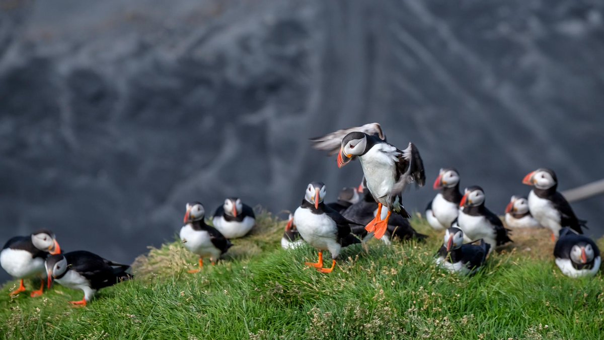 LocalGuideEinar's tweet photo. Great puffin conditions today :-) http://t.co/BCLDKjczi4