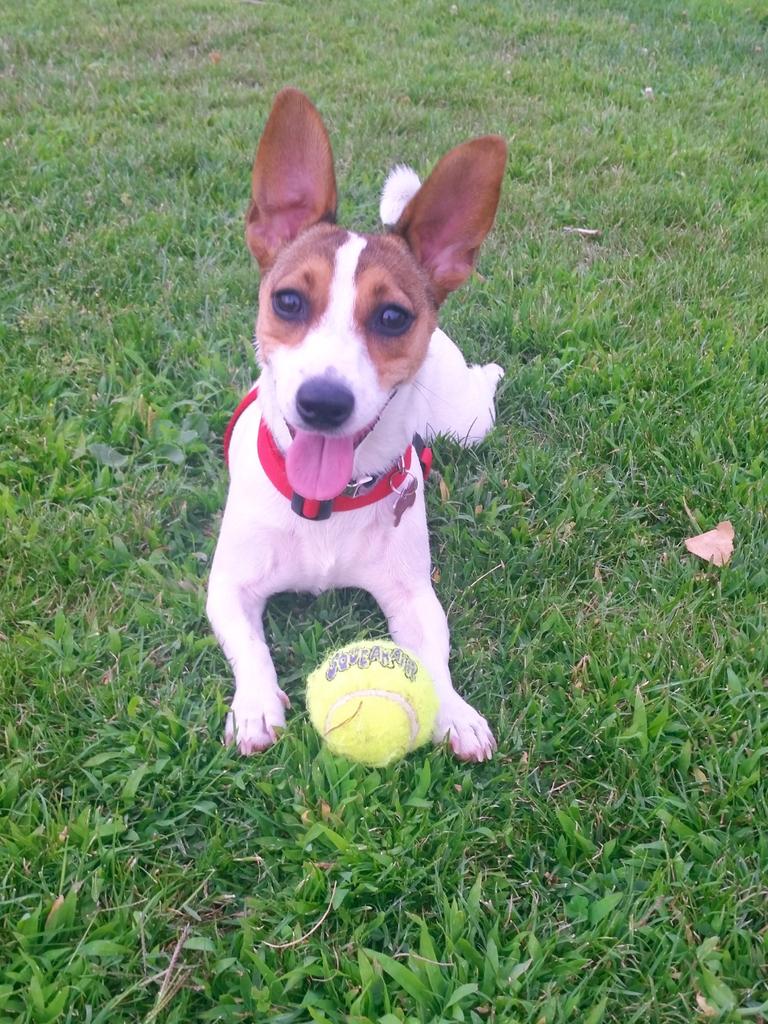 Maria_Lama's tweet photo. Nuka es tan feliz con su nueva pelota de #Kong... Gracias por la selección, @PetSecret_es !! http://t.co/sKyEDfh8Pi